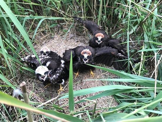 Nest met jonge bruine kiekendieven